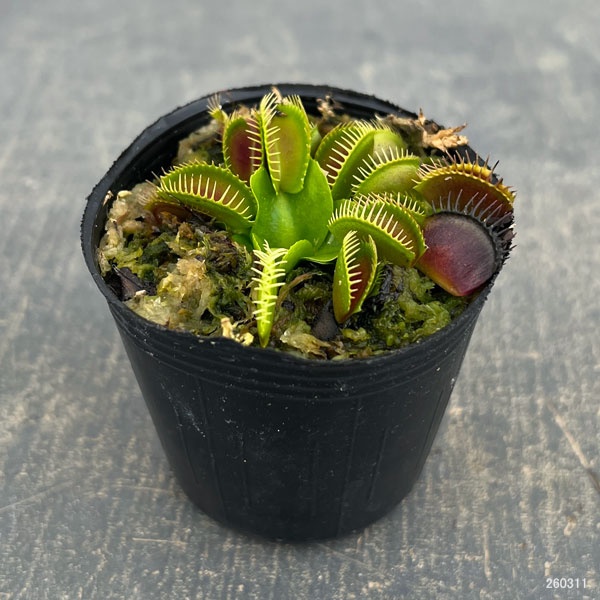 ハエトリソウ：G14　2号ポット