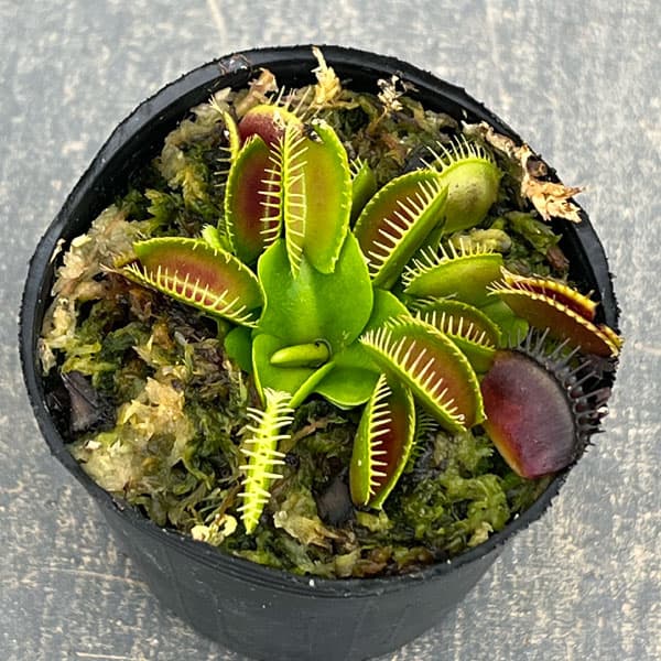 ハエトリソウ：G14　2号ポット