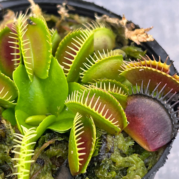 ハエトリソウ：G14　2号ポット