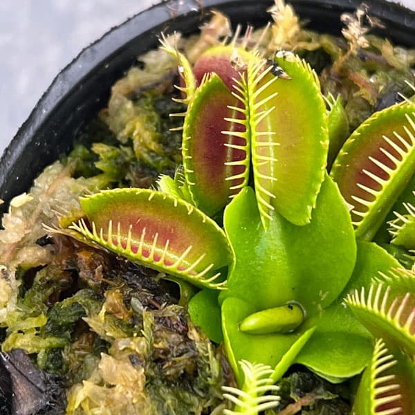 ハエトリソウ：G14　2号ポット