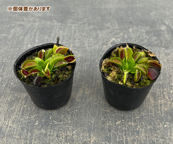 ハエトリソウ：G14　2号ポット