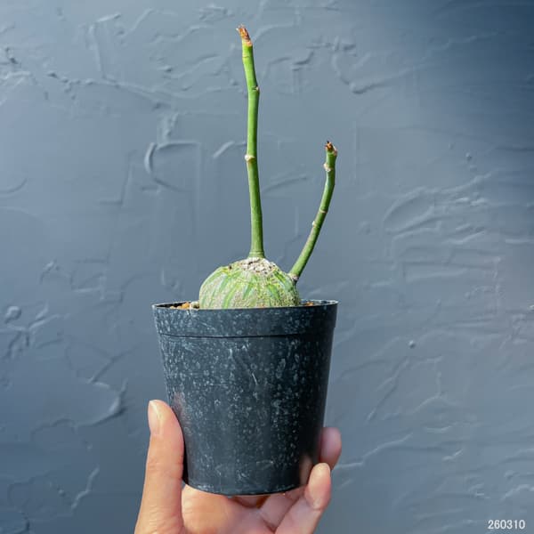 プセウドボンバックス:エリプチクム セレクト株 3号鉢植え26-01