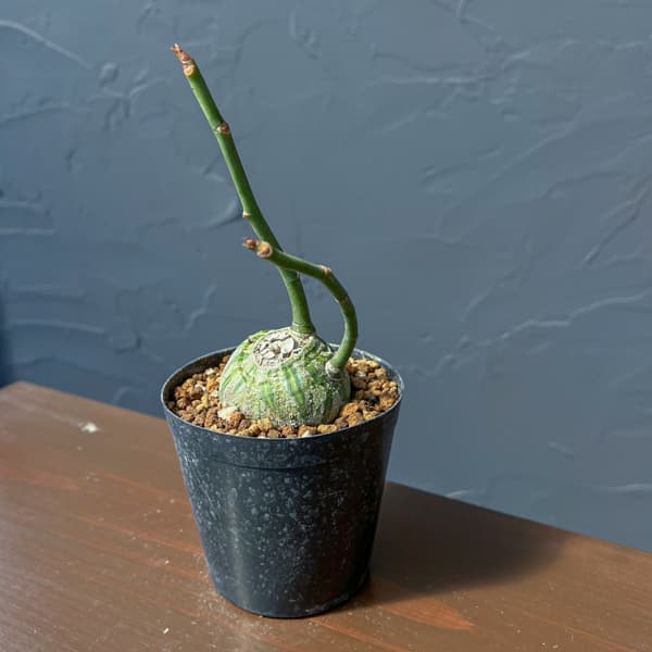 プセウドボンバックス:エリプチクム セレクト株 3号鉢植え26-01