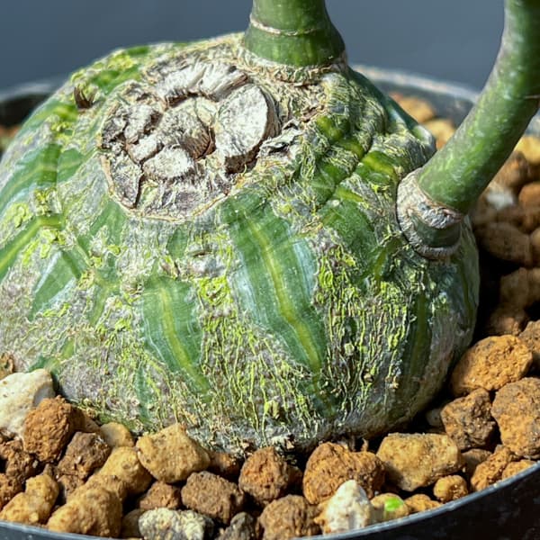 プセウドボンバックス:エリプチクム セレクト株 3号鉢植え26-01