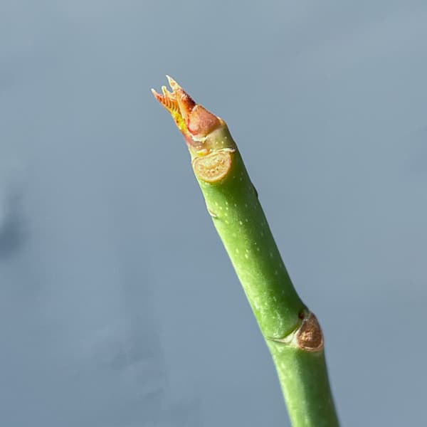 プセウドボンバックス:エリプチクム セレクト株 3号鉢植え26-01