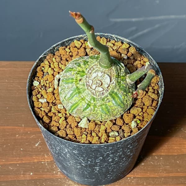 プセウドボンバックス:エリプチクム セレクト株 3号鉢植え26-01