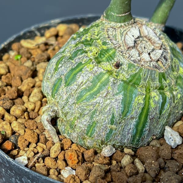 プセウドボンバックス:エリプチクム セレクト株 3号鉢植え26-01