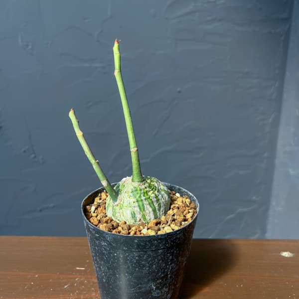 プセウドボンバックス:エリプチクム セレクト株 3号鉢植え26-01