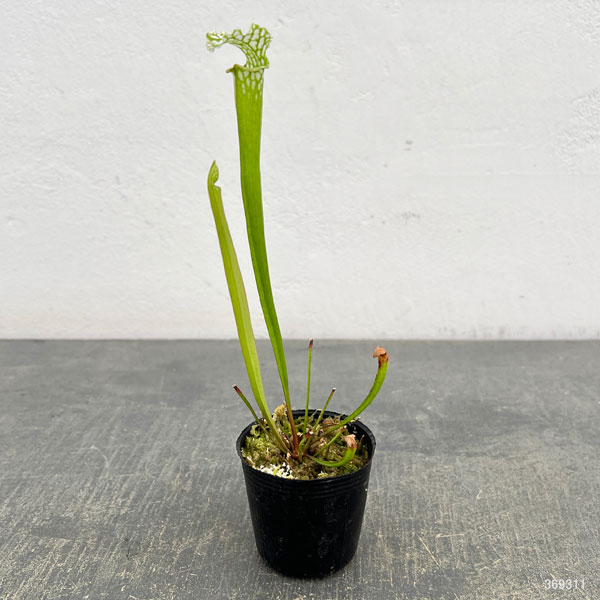 サラセニア：レウコフィラ2号ポット