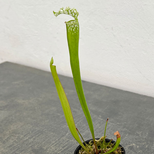 サラセニア：レウコフィラ2号ポット