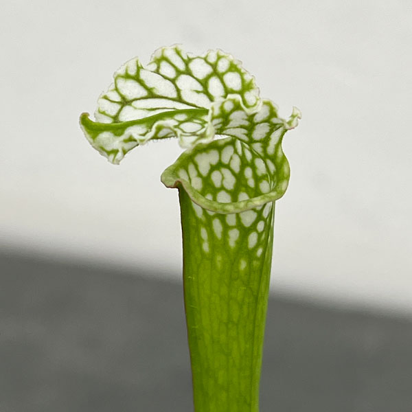 サラセニア：レウコフィラ2号ポット