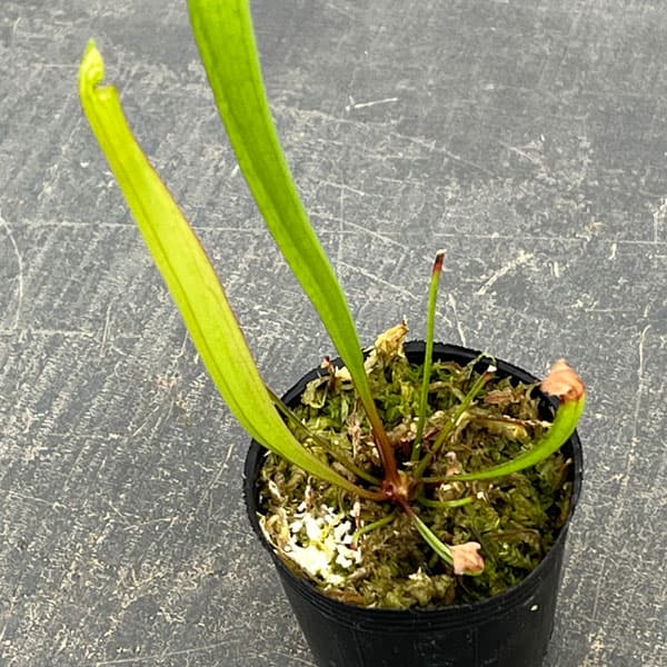 サラセニア：レウコフィラ2号ポット