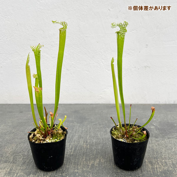 サラセニア：レウコフィラ2号ポット
