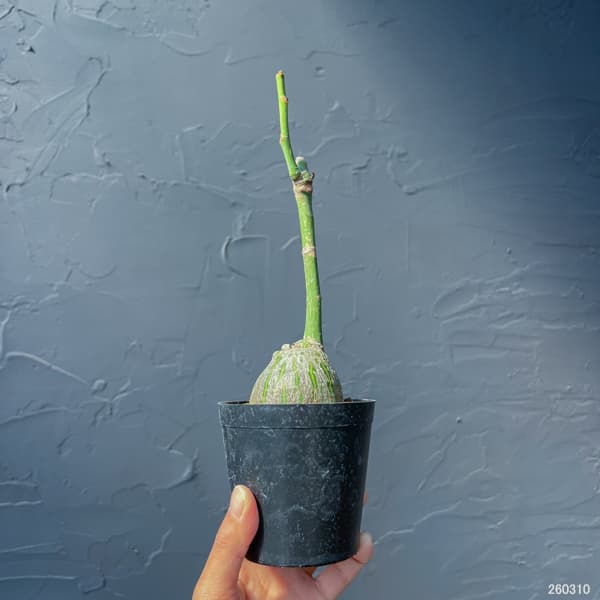 プセウドボンバックス:エリプチクム セレクト株 3号鉢植え26-02