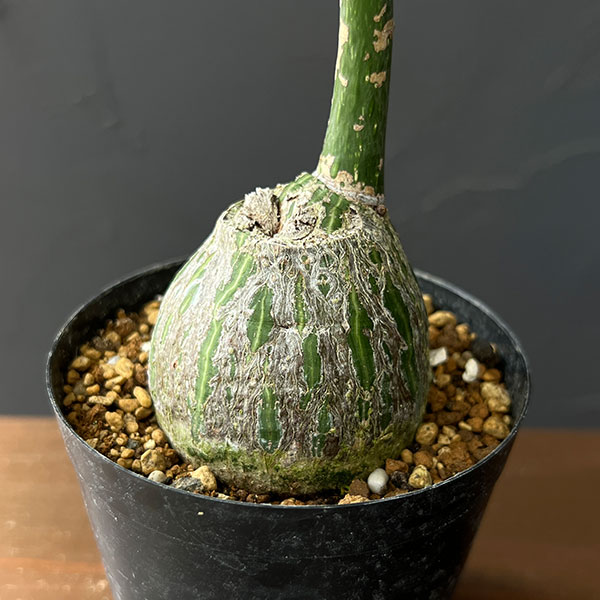 プセウドボンバックス:エリプチクム セレクト株 3号鉢植え26-02