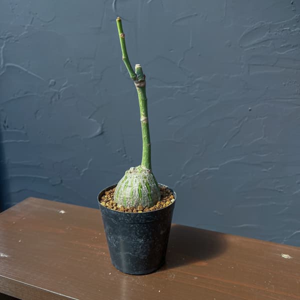 プセウドボンバックス:エリプチクム セレクト株 3号鉢植え26-02