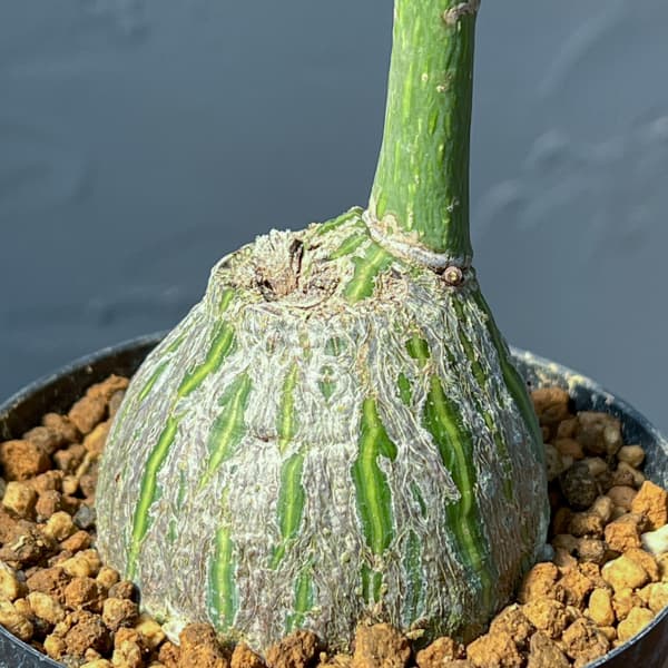 プセウドボンバックス:エリプチクム セレクト株 3号鉢植え26-02