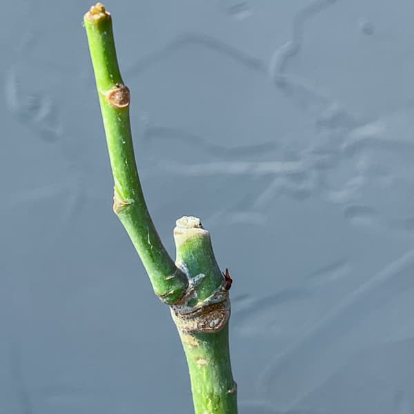 プセウドボンバックス:エリプチクム セレクト株 3号鉢植え26-02