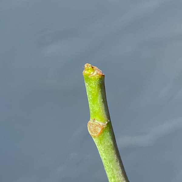 プセウドボンバックス:エリプチクム セレクト株 3号鉢植え26-02