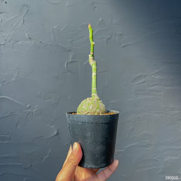 プセウドボンバックス：エリプチクム　セレクト株　3号鉢植え26-03