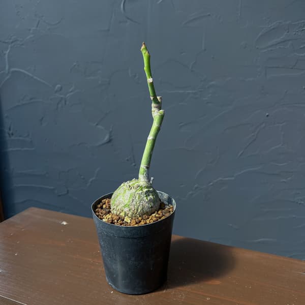 プセウドボンバックス：エリプチクム　セレクト株　3号鉢植え26-03