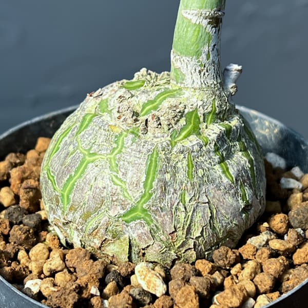 プセウドボンバックス：エリプチクム　セレクト株　3号鉢植え26-03