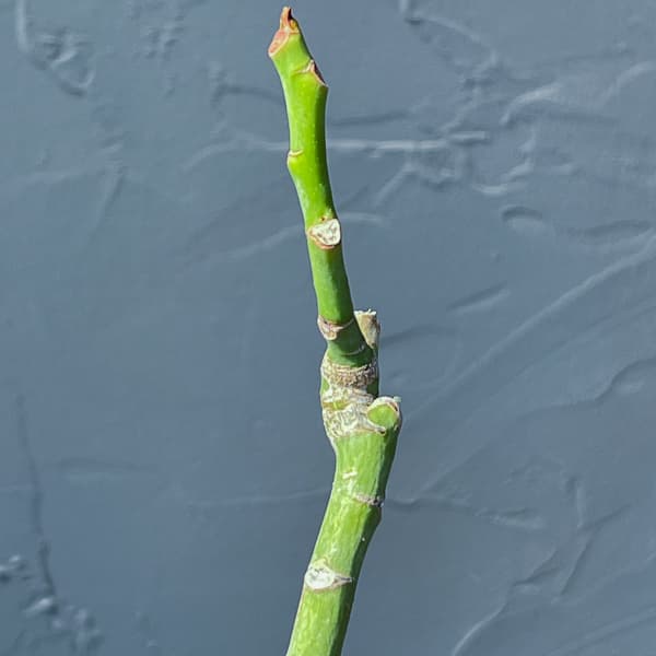 プセウドボンバックス：エリプチクム　セレクト株　3号鉢植え26-03