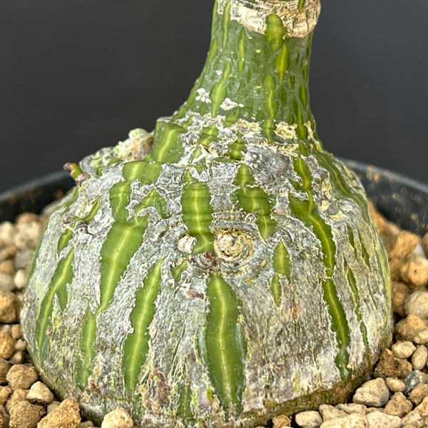 プセウドボンバックス：エリプチクム　セレクト株　3号鉢植え26-04