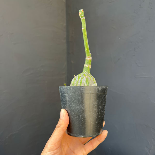 プセウドボンバックス：エリプチクム　セレクト株　3号鉢植え26-04