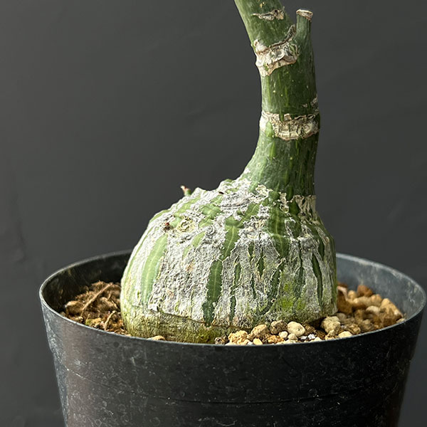 プセウドボンバックス：エリプチクム　セレクト株　3号鉢植え26-04