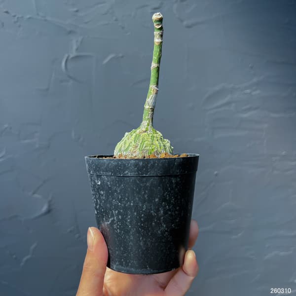 プセウドボンバックス：エリプチクム　セレクト株　3号鉢植え26-05