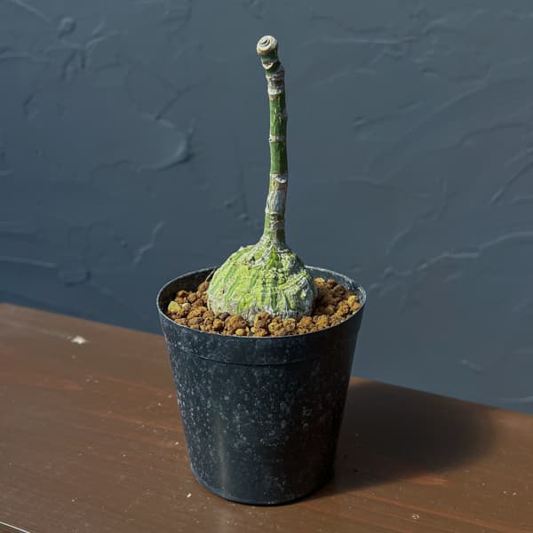 プセウドボンバックス：エリプチクム　セレクト株　3号鉢植え26-05