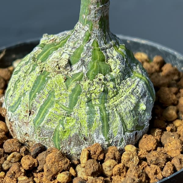 プセウドボンバックス：エリプチクム　セレクト株　3号鉢植え26-05