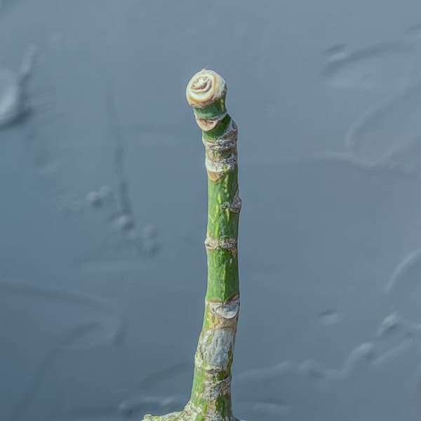 プセウドボンバックス：エリプチクム　セレクト株　3号鉢植え26-05