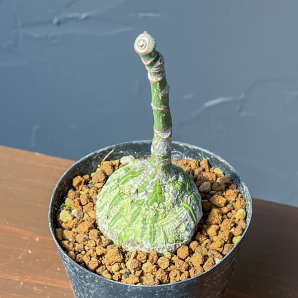 プセウドボンバックス：エリプチクム　セレクト株　3号鉢植え26-05