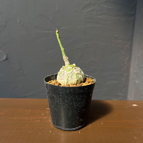 プセウドボンバックス：エリプチクム　セレクト株　3号鉢植え26-06