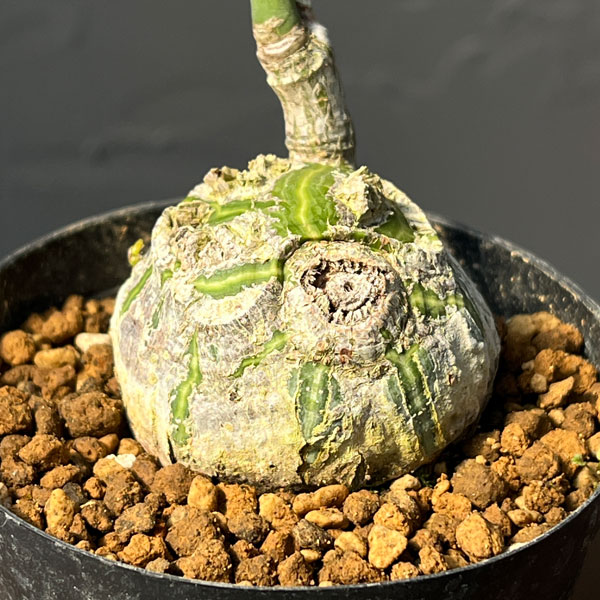 プセウドボンバックス：エリプチクム　セレクト株　3号鉢植え26-06