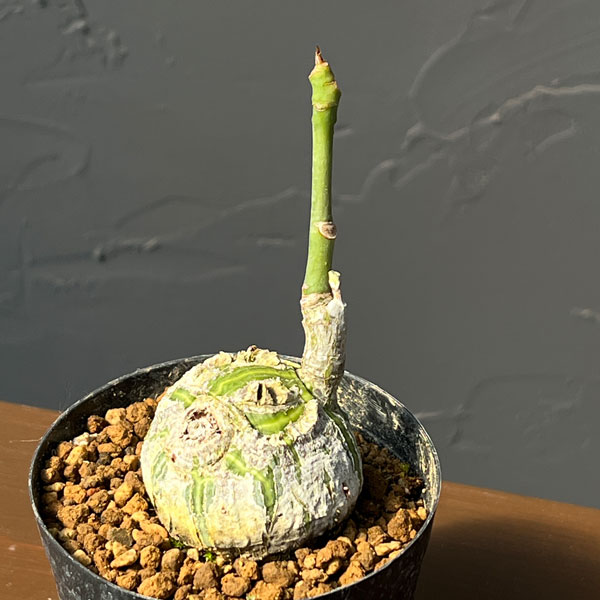 プセウドボンバックス：エリプチクム　セレクト株　3号鉢植え26-06