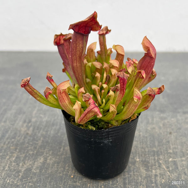 サラセニア：マルーン2号ポット