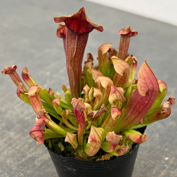 サラセニア：マルーン2号ポット