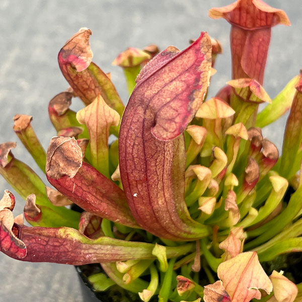 サラセニア：マルーン2号ポット