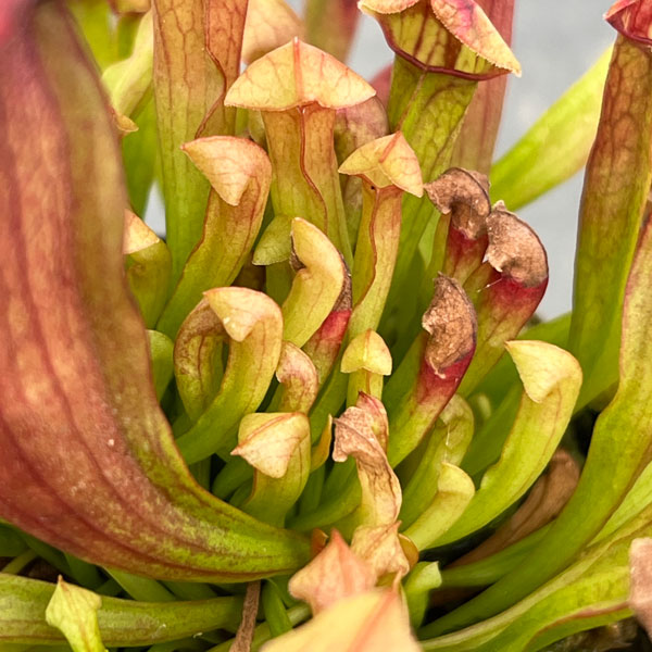 サラセニア：マルーン2号ポット