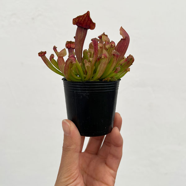 サラセニア：マルーン2号ポット