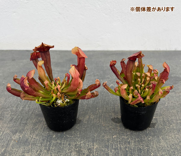 サラセニア：マルーン2号ポット