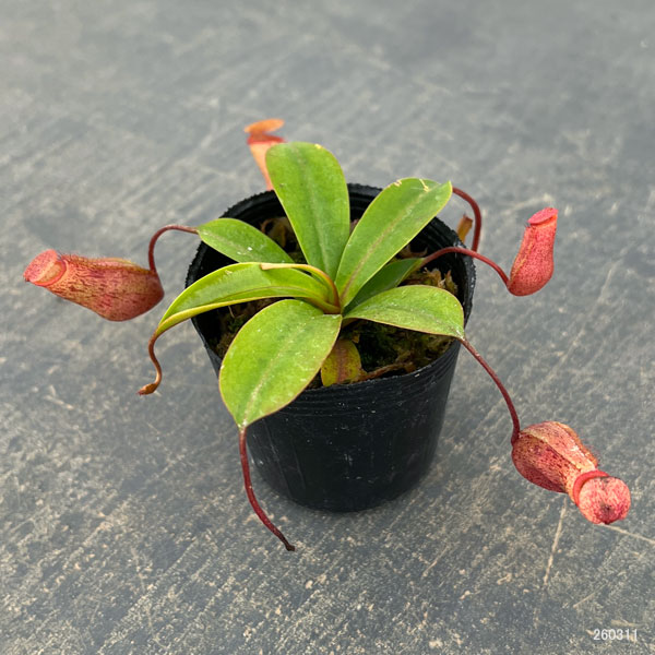 ネペンテス：ビンキー（ベントリコーサ×ミラ）2号ポット