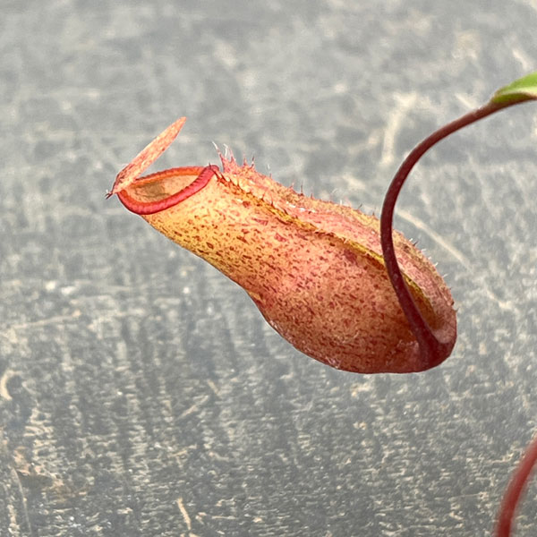 ネペンテス：ビンキー（ベントリコーサ×ミラ）2号ポット