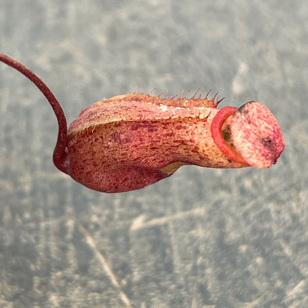 ネペンテス：ビンキー（ベントリコーサ×ミラ）2号ポット