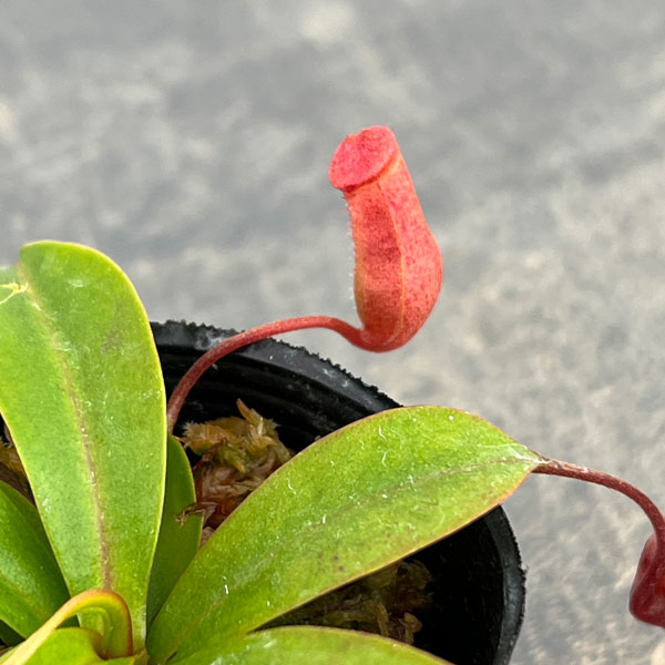 ネペンテス：ビンキー（ベントリコーサ×ミラ）2号ポット