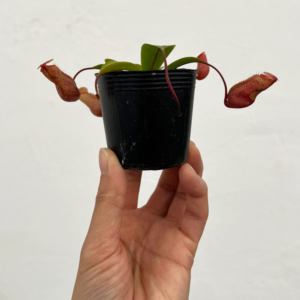 ネペンテス：ビンキー（ベントリコーサ×ミラ）2号ポット