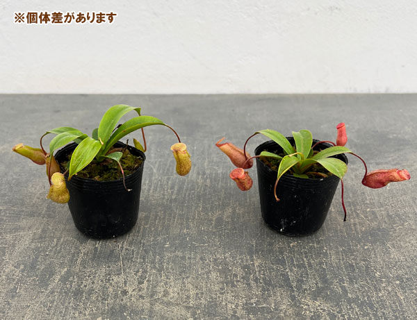 ネペンテス：ビンキー（ベントリコーサ×ミラ）2号ポット